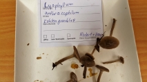 <h5>Oktober</h5><p>																	</p>
