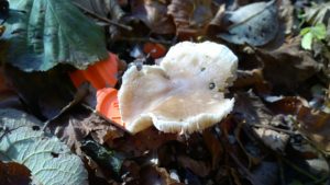 Pilz mit Schrot